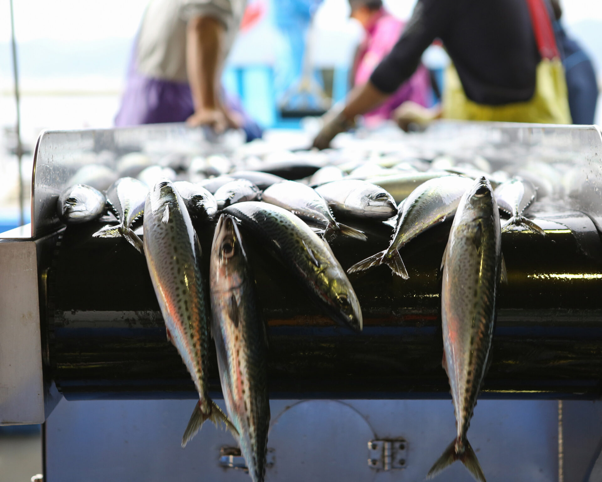 鯖の水揚げで活気づく魚市場